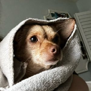 Meet your Posher, Mackenzie